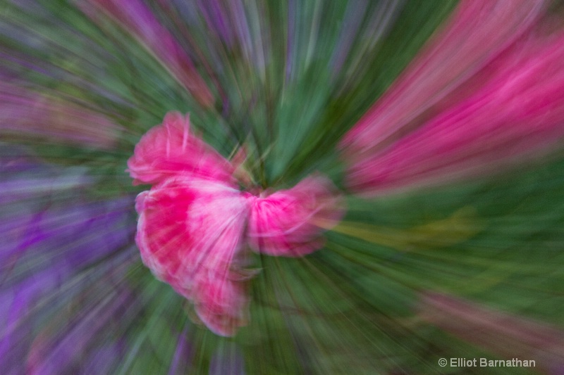 Floral Abstraction 2