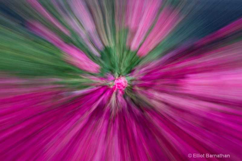Floral Abstraction 1