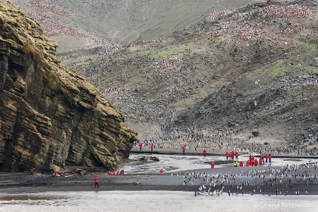 Penguin Rookery 0701