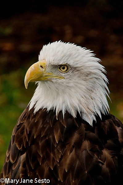 Bald Eagle, Captive, N.Y.