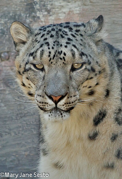 Zach-Snow Leopard, Captive, California