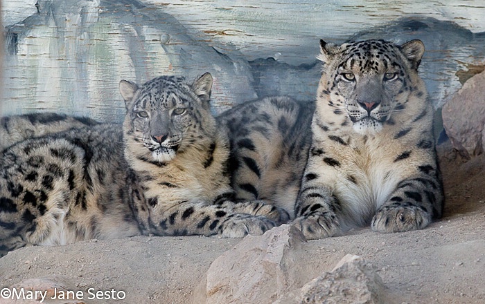 Snow Leopard, Captive, California