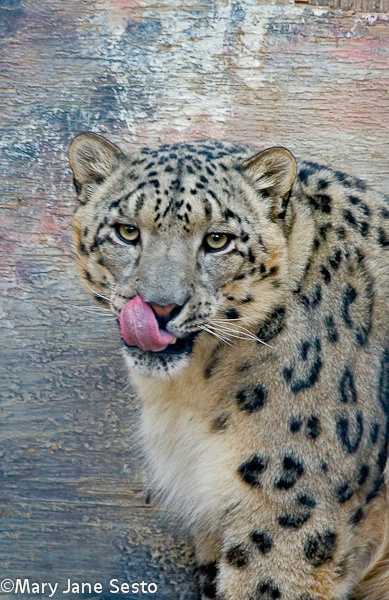 Snow Leopard, Captive, California