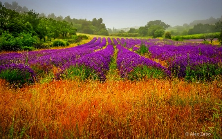 Lavender Field, Provence