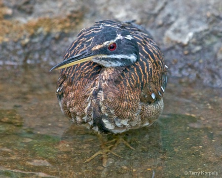 Sunbittern