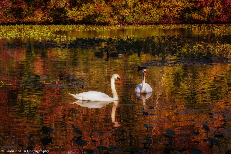 Swan Lake