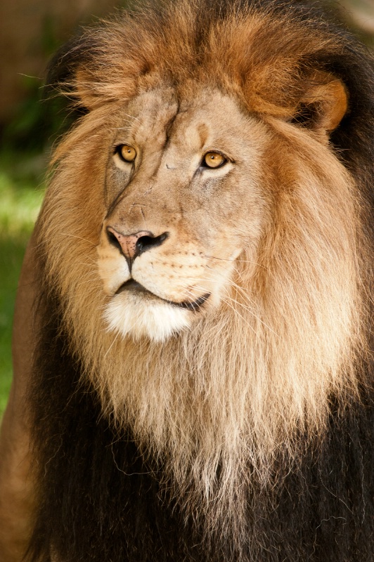 Portrait of a Lion