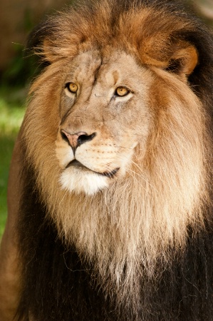 Portrait of a Lion