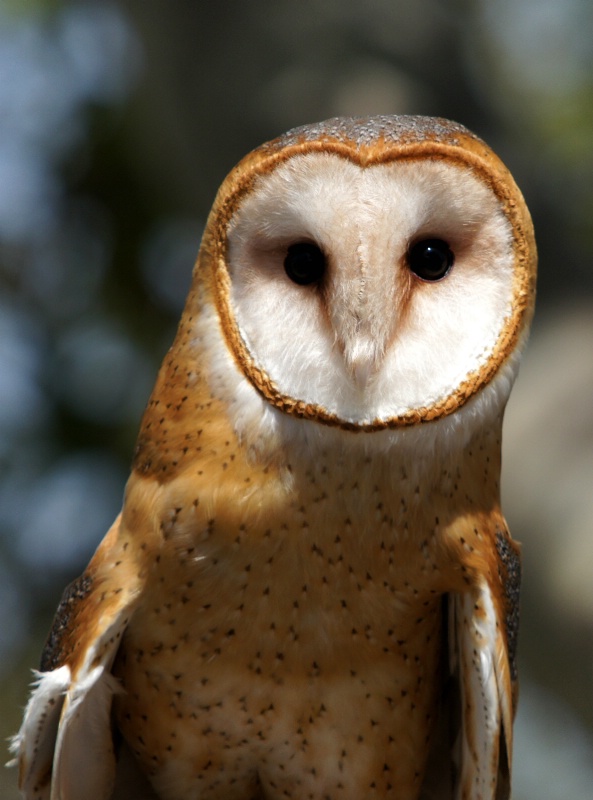 Barn Owl, S.B.W.R., California