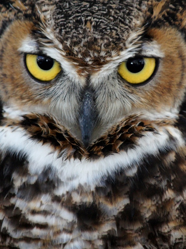 Great Horned Owl, S.B.W.R., California