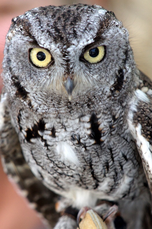Western Screech Owl,S.B.W.R., California