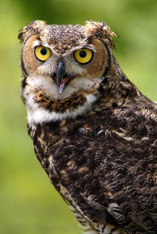Great Horned Owl, S.B.W.R., California