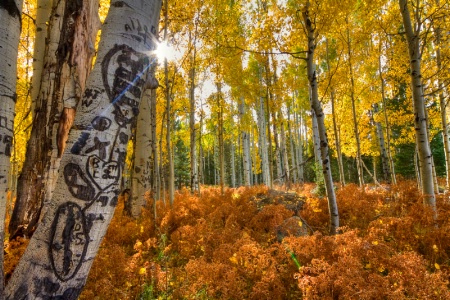 Color on the Forest Floor