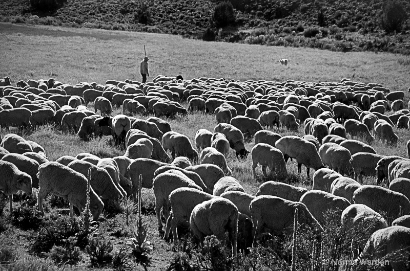 Herding The Sheep