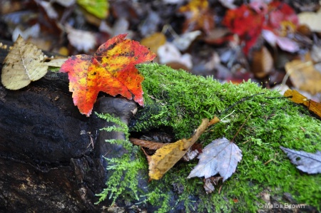 Maple Leaf and Moss