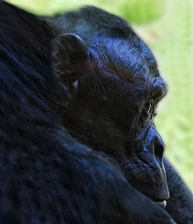 Bonobo Matriarch