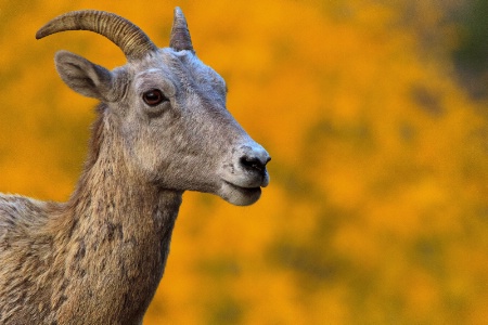 Big Horn Sheep