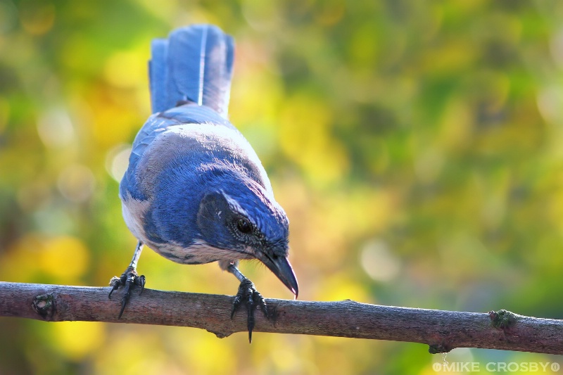 Blue Jay in Fall Folliage