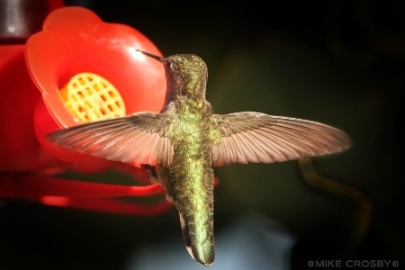 Hummingbird