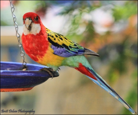 Eastern Rosella