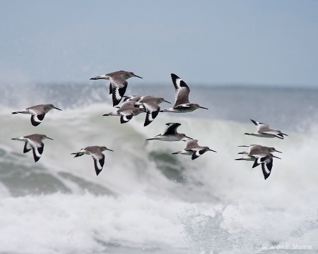 Wings and Waves