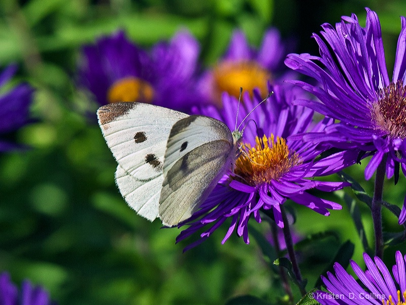 Cabbage White Butterfly I
