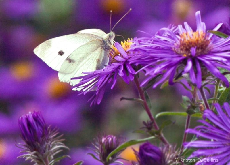 Cabbage White Butterfly II