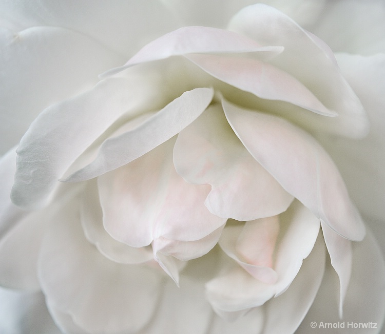 White with a Touch of Pink - ID: 13431742 © Arnie Horwitz