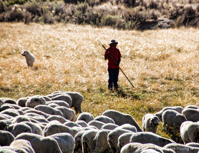 Shepherd guarding his flock