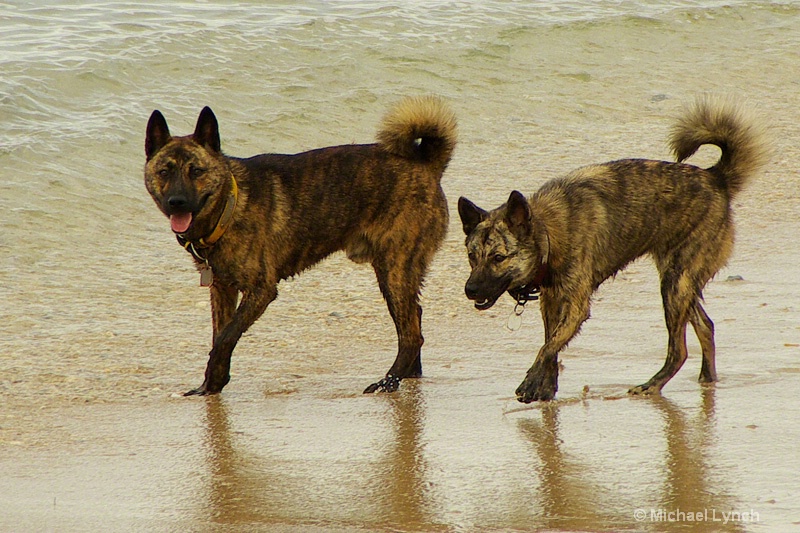 Ryukyu Inu: Okinawa's Pedigree Dog