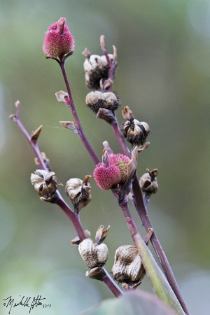 To Seed Gracefully