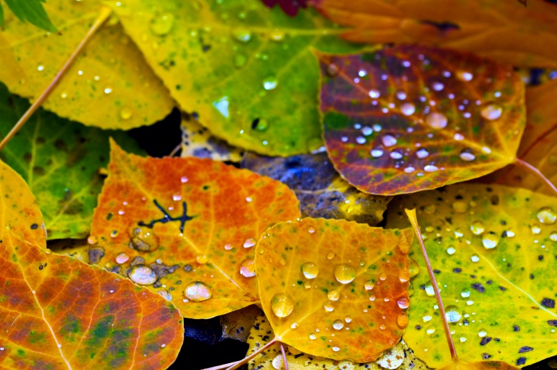 Rain Drops and Aspen Leaves                       