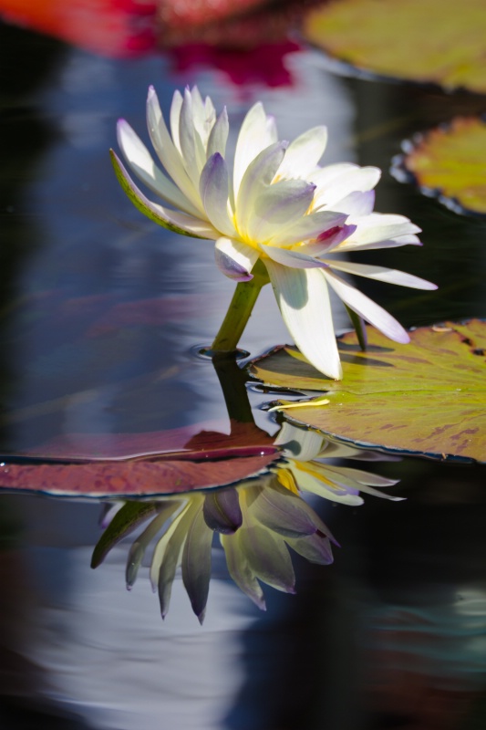 Waterlily Reflection