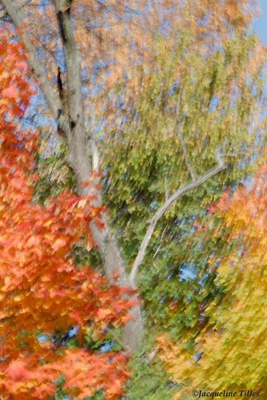 Autumn Impressionism  - ID: 13435123 © Jacqueline A. Tilles