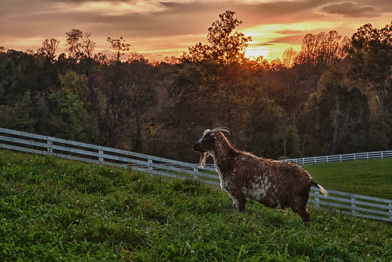 Goat at Sunset