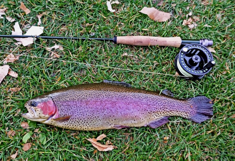 18" Rainbow