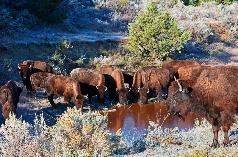 Watering  Hole