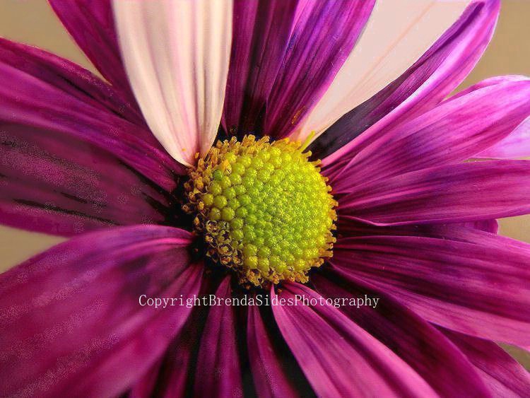 ~Purple Daisy~