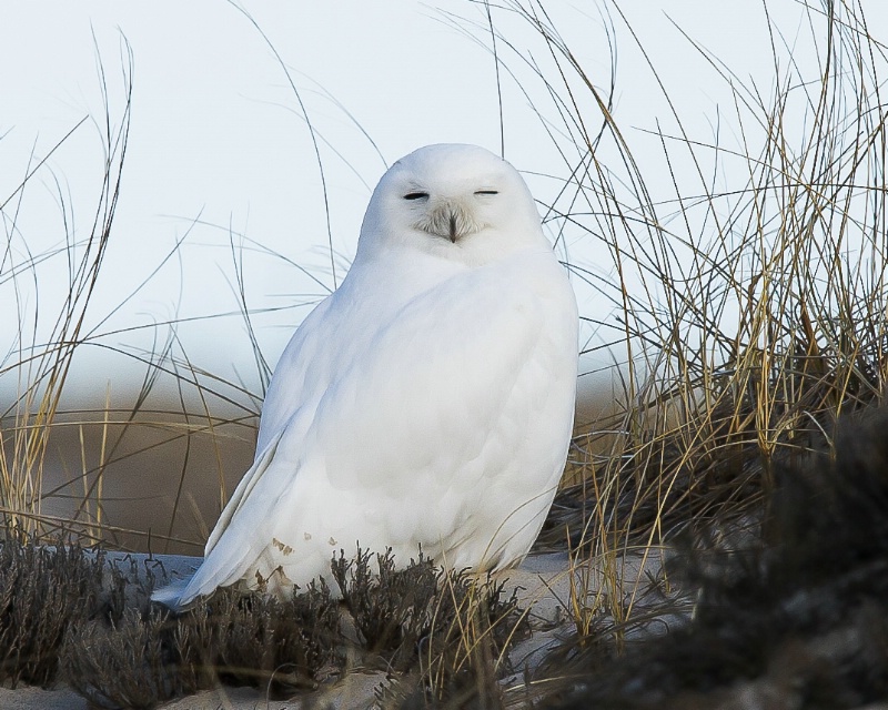 Snowy Owl - Jan 19th, 2012 - ID: 13436689 © John Shemilt