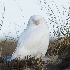 © John Shemilt PhotoID# 13436689: Snowy Owl - Jan 19th, 2012