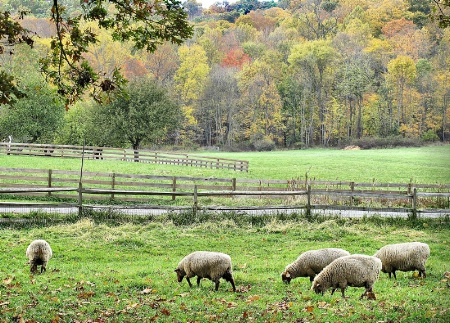 Farm Life