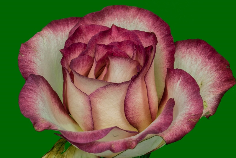 White and Pink Rose