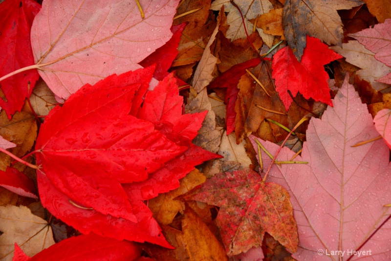 Fall Colors- Issaquah, Washington