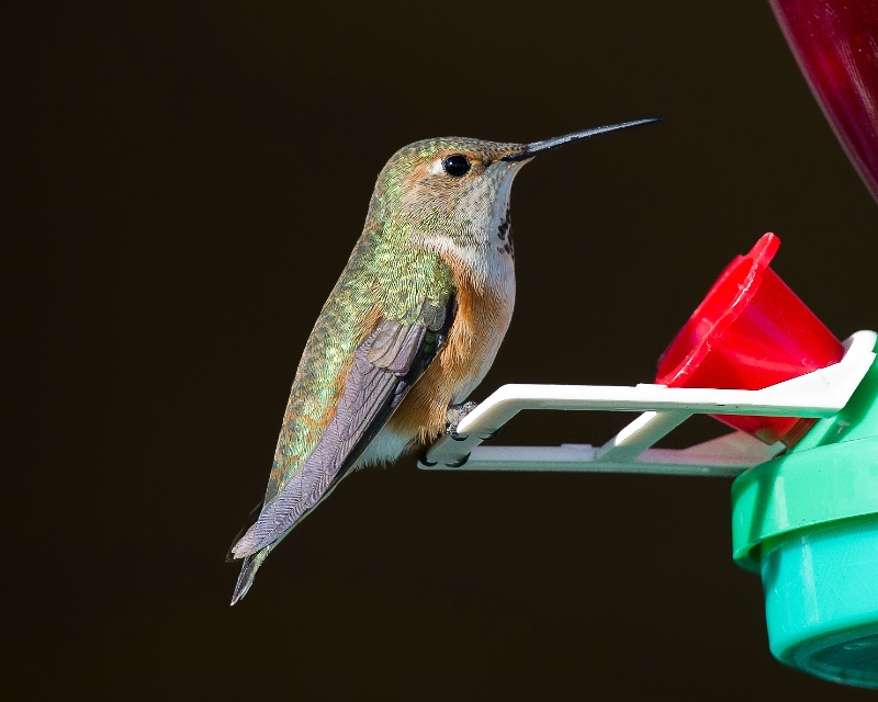 Rufous Hummingbird - Dec 11th, 2011 - ID: 13437560 © John Shemilt