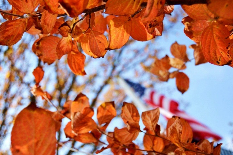 FALL LEAVES AND FLAG