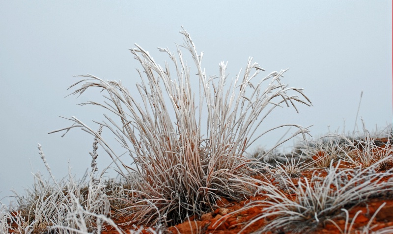 Frosted  Grass