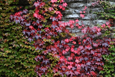 Stone Wall