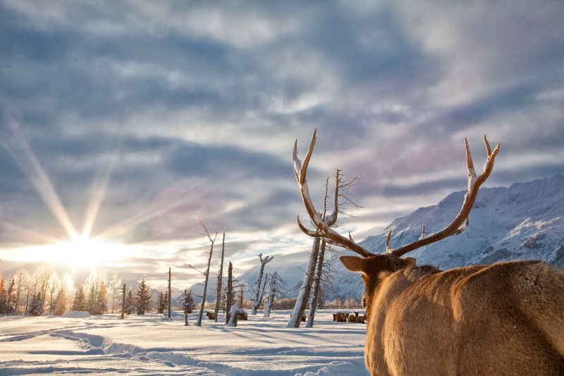 Elk / Wapiti (Cervus canadensis)