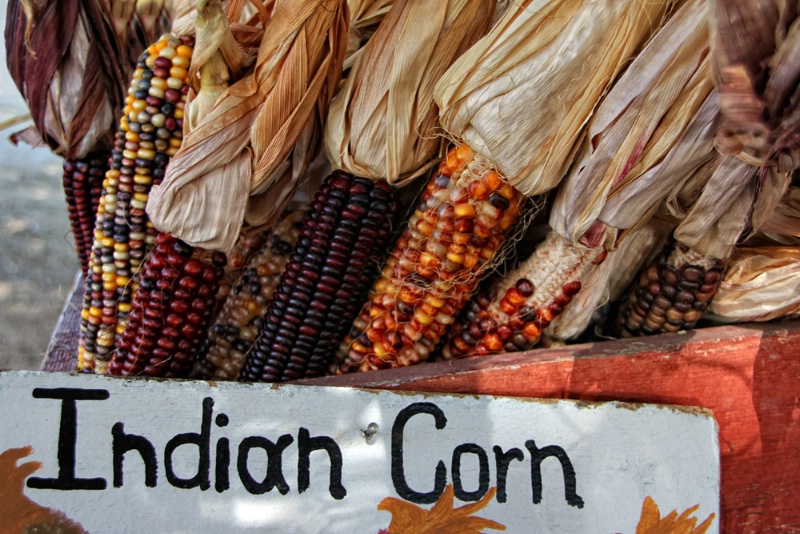 Indian Corn #2
