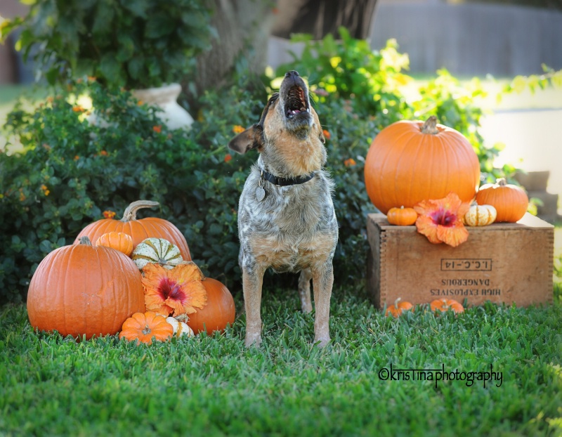 Forget the moon, I howl at pumpkins!